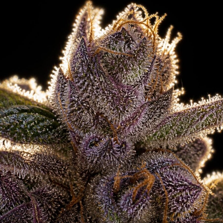 Frosted Reserve Flower